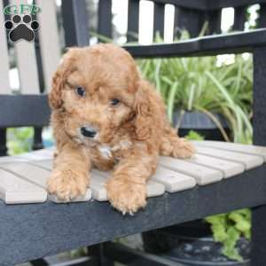 Axel, Mini Goldendoodle Puppy
