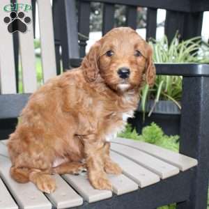 Ally, Mini Goldendoodle Puppy