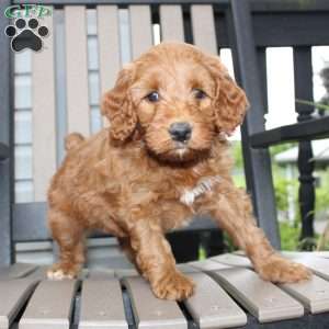 Ava, Mini Goldendoodle Puppy