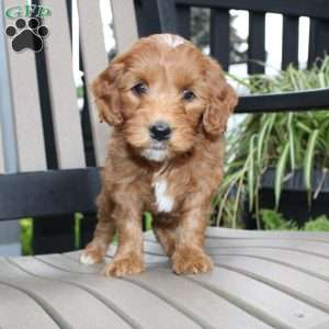 Amber, Mini Goldendoodle Puppy