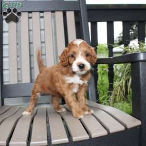 Amy, Mini Goldendoodle Puppy