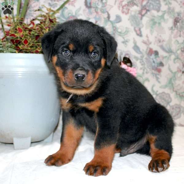 Jasper, Rottweiler Puppy