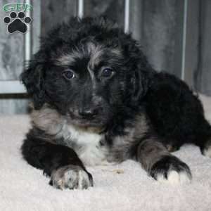Victor, Mini Aussiedoodle Puppy