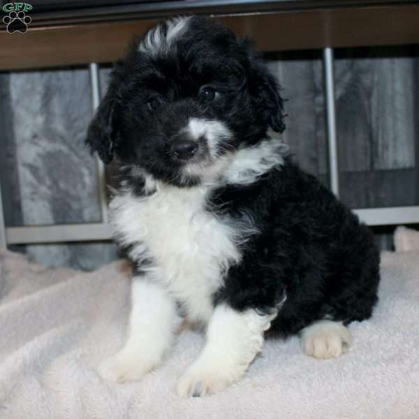 Velcro, Mini Aussiedoodle Puppy