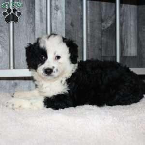Valerie, Mini Aussiedoodle Puppy