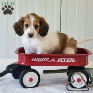 Nancy, Dachshund Puppy