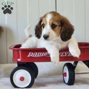 Nancy, Dachshund Puppy