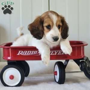 Nancy, Dachshund Puppy