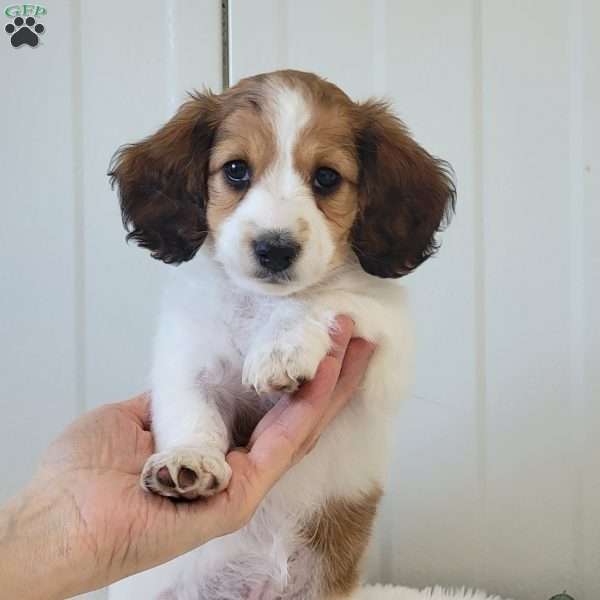 Nancy, Dachshund Puppy