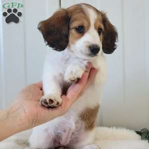 Nancy, Dachshund Puppy