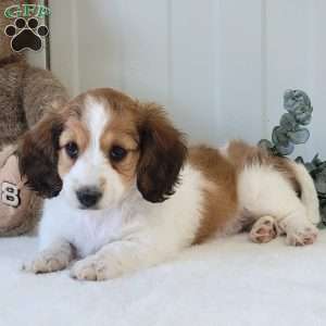 Nancy, Dachshund Puppy