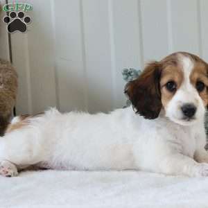 Nancy, Dachshund Puppy