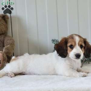 Nancy, Dachshund Puppy