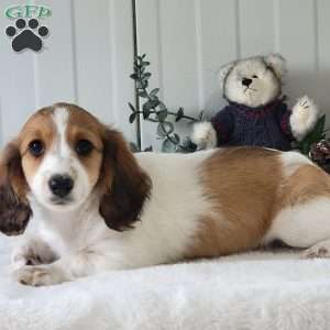 Nancy, Dachshund Puppy