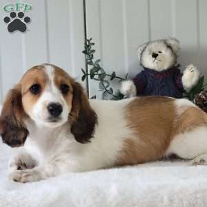 Nancy, Dachshund Puppy