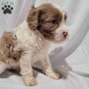 Travis, Cavapoo Puppy