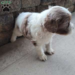 Travis, Cavapoo Puppy