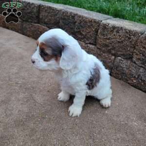 Chief, Cavapoo Puppy
