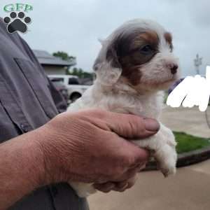 Chief, Cavapoo Puppy