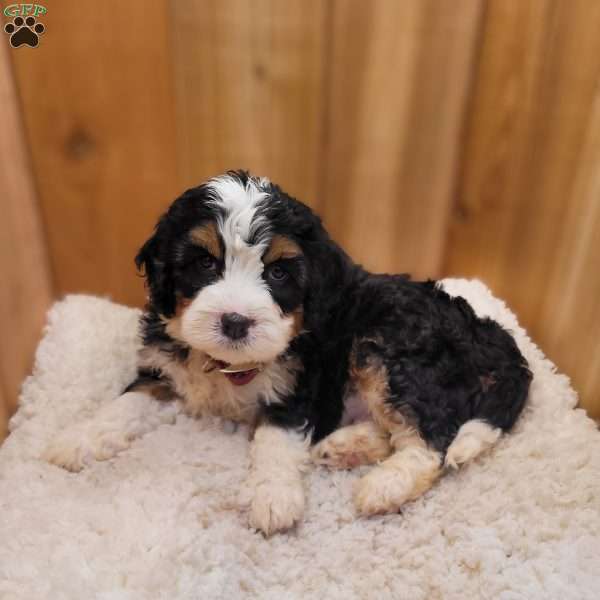 Lake, Mini Bernedoodle Puppy