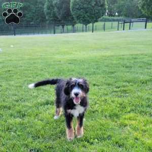 Molly, Bernedoodle Puppy