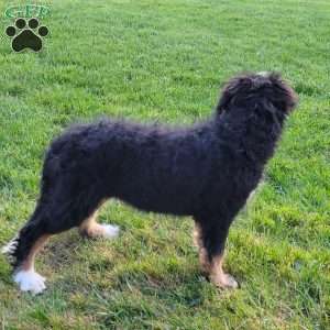 Molly, Bernedoodle Puppy