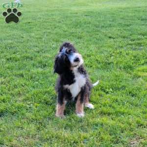 Molly, Bernedoodle Puppy