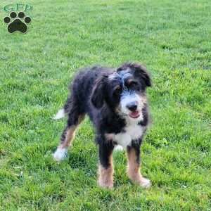 Molly, Bernedoodle Puppy