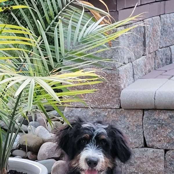Molly, Bernedoodle Puppy