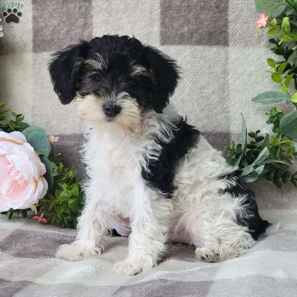 Sunshine, Mini Schnoodle Puppy