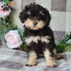 Sandy, Mini Schnoodle Puppy