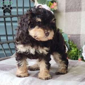 Sandy, Mini Schnoodle Puppy