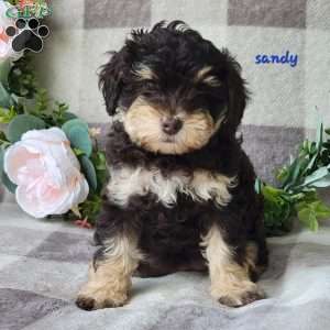 Sandy, Mini Schnoodle Puppy