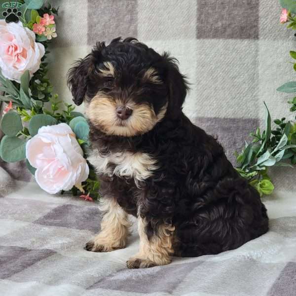 Sandy, Mini Schnoodle Puppy