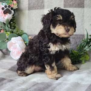 Sandy, Mini Schnoodle Puppy