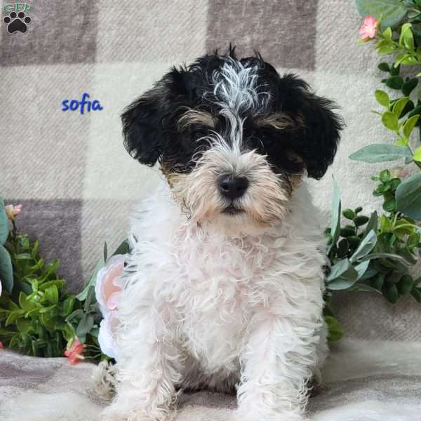 Sofia, Schnoodle Puppy