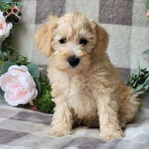 Shiloh, Schnoodle Puppy