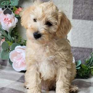 Shiloh, Schnoodle Puppy