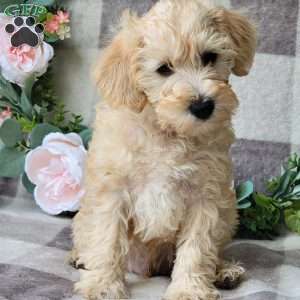 Shiloh, Schnoodle Puppy