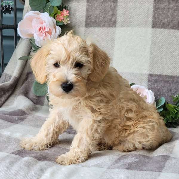 Shiloh, Schnoodle Puppy