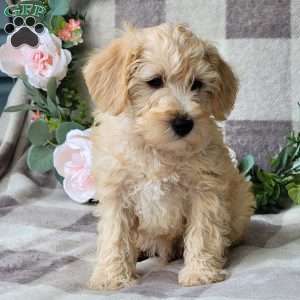 Shiloh, Schnoodle Puppy
