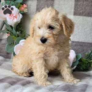 Shiloh, Schnoodle Puppy