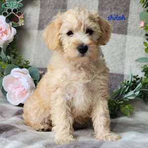 Shiloh, Schnoodle Puppy