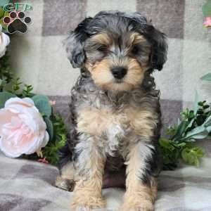 Summer, Mini Schnoodle Puppy