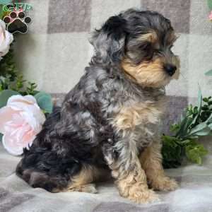 Summer, Mini Schnoodle Puppy