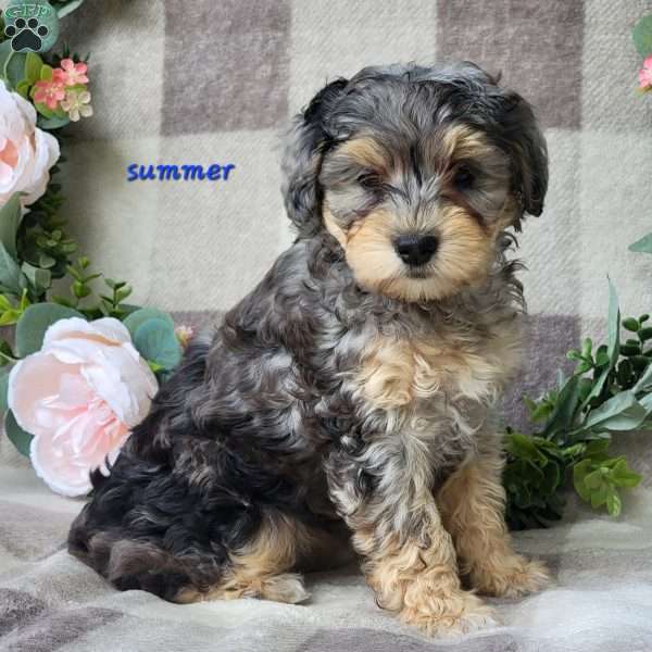 Summer, Mini Schnoodle Puppy