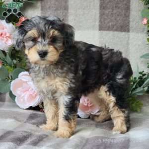 Summer, Mini Schnoodle Puppy