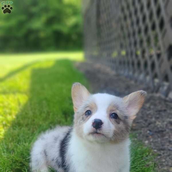 Stella, Pembroke Welsh Corgi Puppy