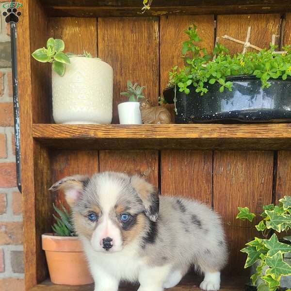Sammy, Pembroke Welsh Corgi Puppy