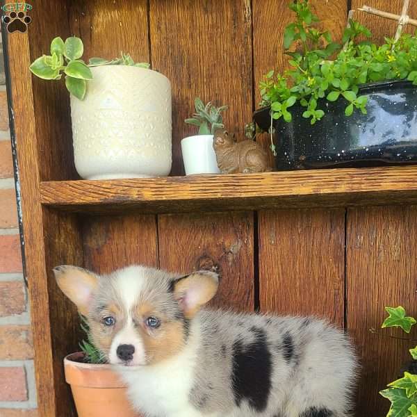Sydney, Pembroke Welsh Corgi Puppy